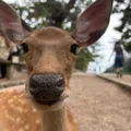 member face