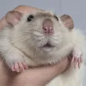 member face
