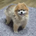 member face