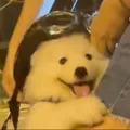 member face