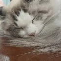 member face