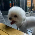 member face