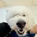 member face
