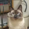 member face