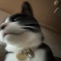 member face