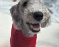 member face