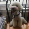 member face