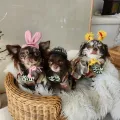 member face