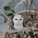 member face