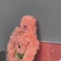 member face