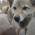 member face