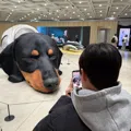 member face