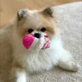 member face