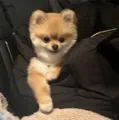 member face