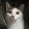 member face