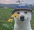 member face