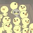 member face