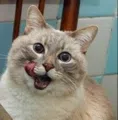 member face