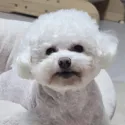 member face