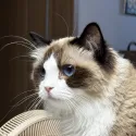 member face