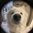 member face