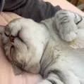 member face