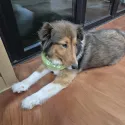 member face