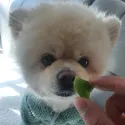 member face