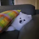 member face