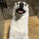 member face