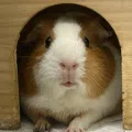 member face