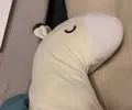 member face