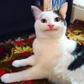 member face
