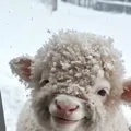 member face