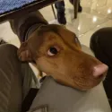 member face
