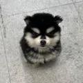 member face