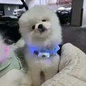 member face