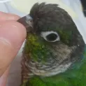 member face
