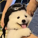member face