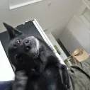member face