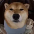 member face