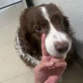 member face