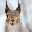 member face