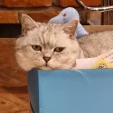 member face
