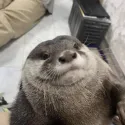 member face
