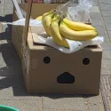 member face