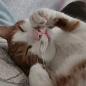 member face