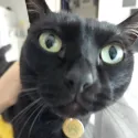 member face