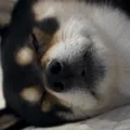 member face
