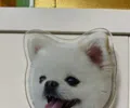 member face